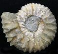 Pavlovia Ammonite Fossil - Siberia #29716-1